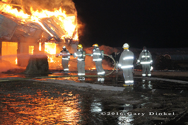 cow that escaped as a dairy barn fully engulfed in flames at night