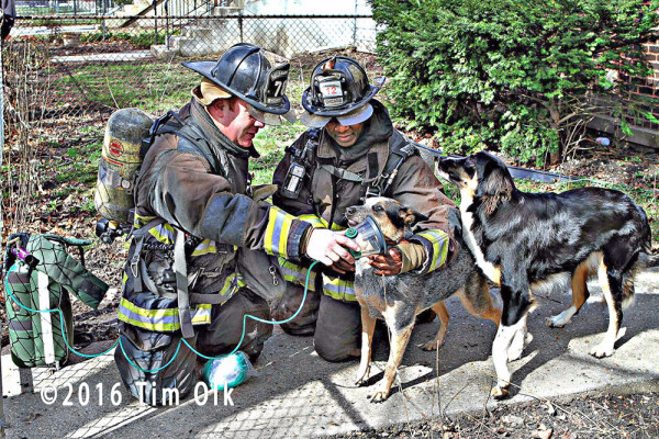 firemen adminster oxygen to dog