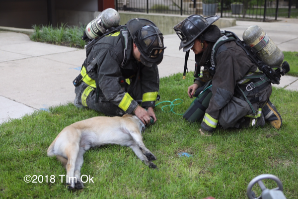 Firefighters administer oxygen to a dog