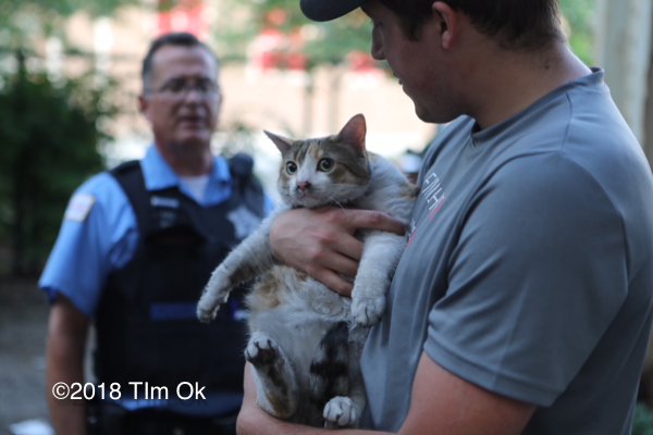cat rescued from fire